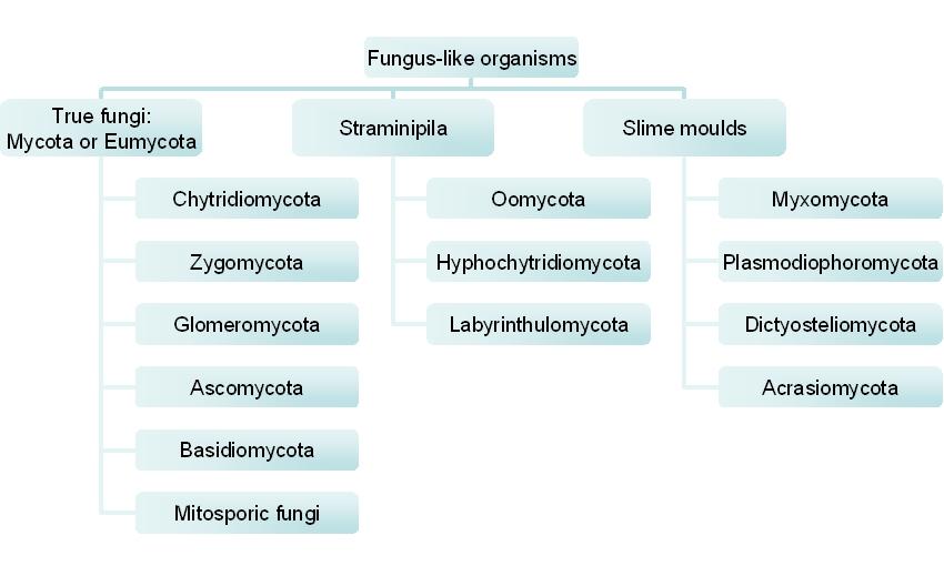 Fungi - Microbiology and Parasitology